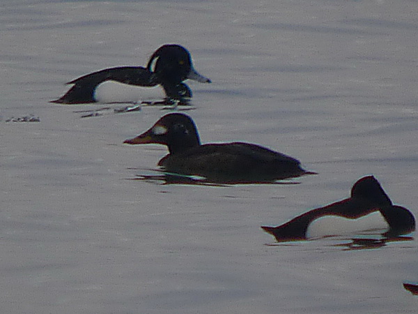 Velvet Scoter - Ernst Weiss