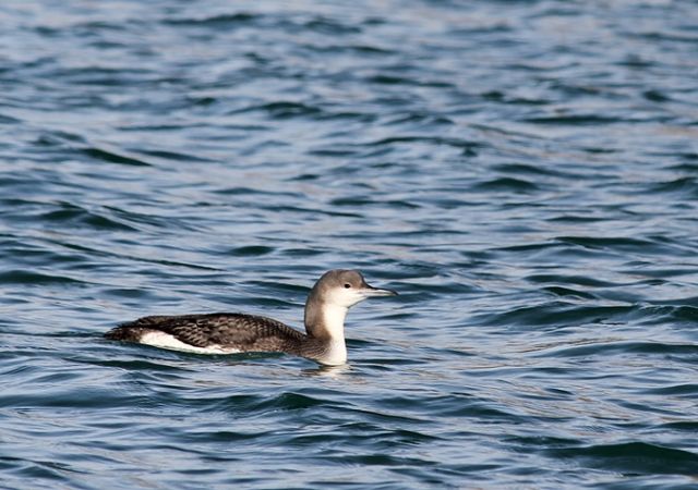 Black-throated Loon - Johann Herzer