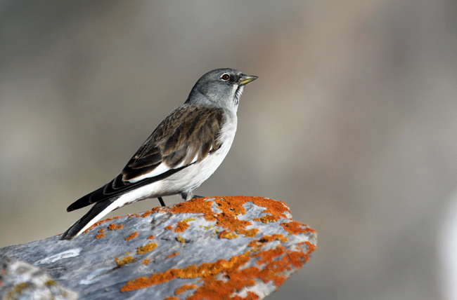 White-winged Snowfinch - Stéphane Aubry