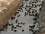 Eurasian Wigeon (Anas penelope) � Thomas Bieler