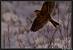 Eurasian Skylark (Alauda arvensis) � Thierry Ecuyer
