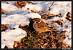 Eurasian Tree Sparrow (Passer montanus) � Thierry Ecuyer