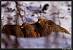 Grey Partridge (Perdix perdix) � Thierry Ecuyer
