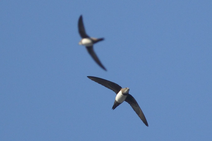 Alpine Swift - Martin Trachsel