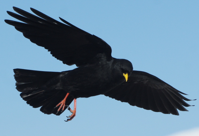 Alpine Chough - Fritz Liechti