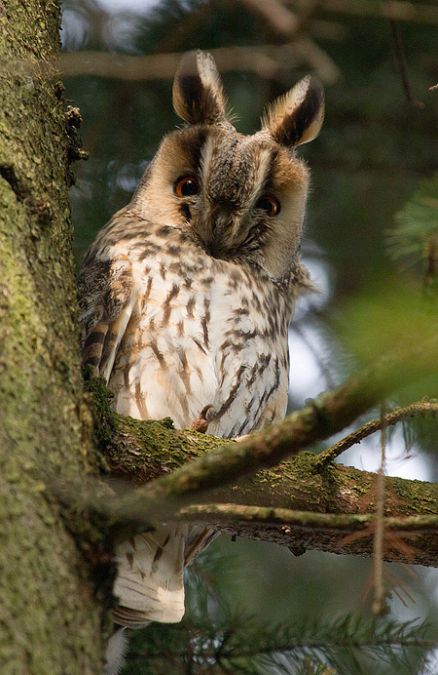 Long-eared Owl - Anders Storensten