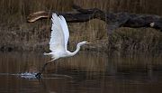 Great Egret - Olivier Jean-Petit-Matile