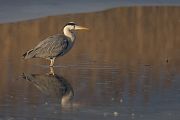 Grey Heron - Olivier Jean-Petit-Matile