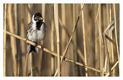 Common Reed Bunting - Olivier Jean-Petit-Matile