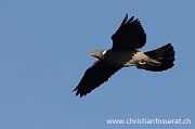 Common Wood Pigeon - Christian Fosserat