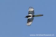 Eurasian Magpie - Christian Fosserat