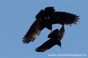 Rook - Christian Fosserat
