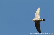Peregrine Falcon - Christian Fosserat