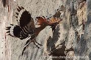 Eurasian Hoopoe - Christian Fosserat