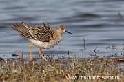 Ruff - Christian Fosserat