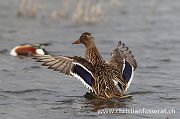 Mallard - Christian Fosserat