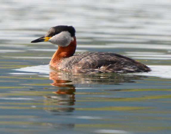 Red-necked Grebe - Karl Koch