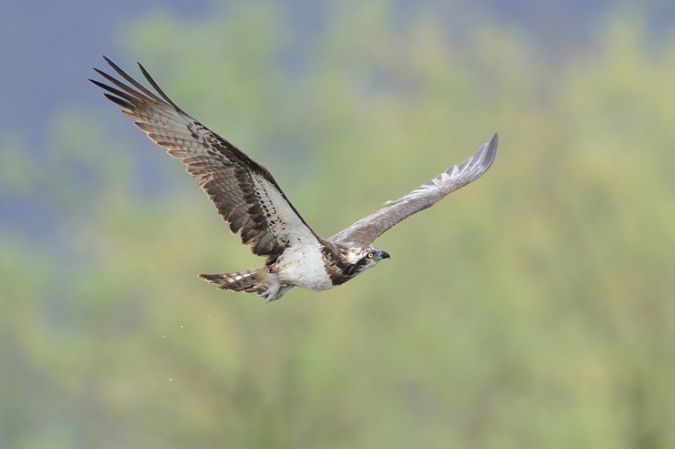 Osprey - Giorgio Mangili