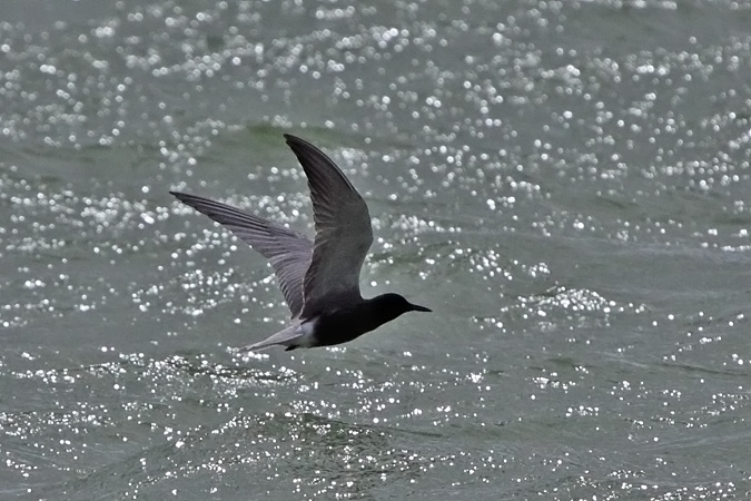 Black Tern - Roger + Margot Cattin