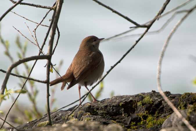 Common Nightingale - Kurt Knechtli