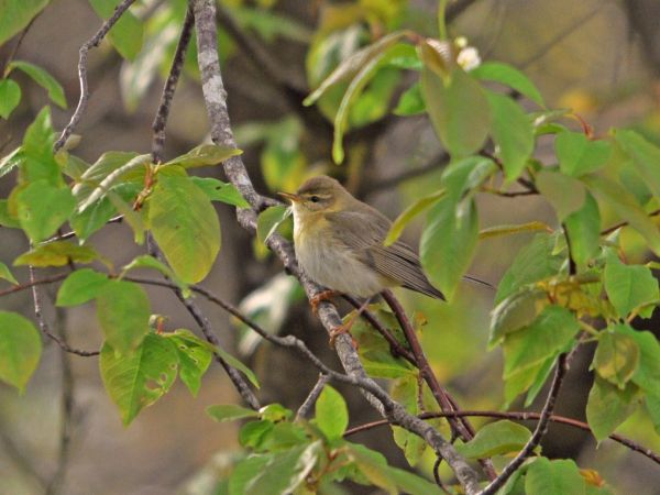 Wood Warbler - Thomas Sieber