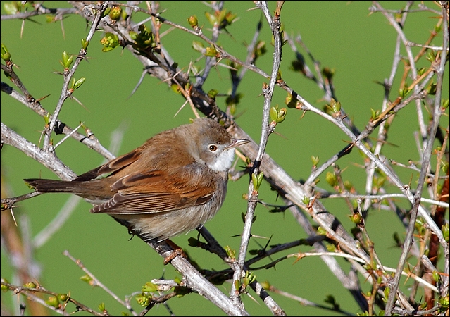 Common Whitethroat - Benoit Lattion