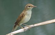 Eurasian Reed Warbler - Eric Sauser