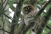 Tawny Owl - Eric Sauser