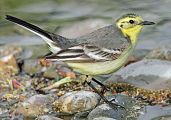 Citrine Wagtail - Eric Sauser