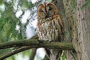 Tawny Owl - Eric Sauser