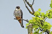 Eurasian Hobby - Eric Sauser