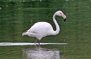 Greater Flamingo - Eric Sauser