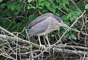 Black-crowned Night Heron - Eric Sauser
