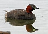 Little Grebe - Eric Sauser