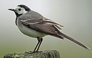 White Wagtail - Eric Sauser
