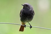 Black Redstart - Eric Sauser