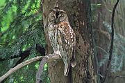 Tawny Owl - Eric Sauser
