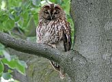 Tawny Owl - Eric Sauser