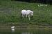 Little Egret (Egretta garzetta) � Dora Zarzavatsaki