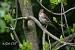 Song Thrush (Turdus philomelos) � Dora Zarzavatsaki