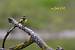 Western Yellow Wagtail (Motacilla flava) � Dora Zarzavatsaki