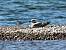 Sanderling (Calidris alba) � Kurt Anderegg