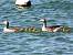 Greylag Goose (Anser anser) � Kurt Anderegg
