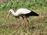 White Stork (Ciconia ciconia) � Kurt Anderegg