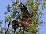 Black Kite (Milvus migrans) � Beat Walser