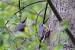 Eurasian Nuthatch (Sitta europaea) � Louis Galliard