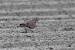 European Turtle Dove (Streptopelia turtur) � Louis Galliard