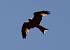 Red Kite (Milvus milvus) � Urs Kyburz