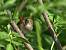 Common Nightingale (Luscinia megarhynchos) � Alfred Hostettler
