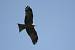 Black Kite (Milvus migrans) � Michel Moullet
